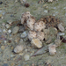 Mini kucsmagombák a kavicsos homokon 1