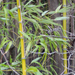 2013.12.31. Zöld bambuszok a Pándzsa patak mellett