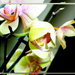 Nyíló orchidea. 05.1213