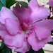 Rózsa-szegfű együtt, az illatos leander. 2012.06.26. 204527