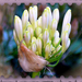 Fehér liliom szétnyílt bimbó. 2013.06.13. 234736
