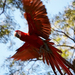 Red-green macaw (Ara chloroptera) - Pantanal, Brazil, 2008