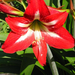 amaryllis