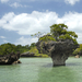 Zanzibar korálöböl a mangróvéban