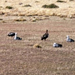 Patagóniai ludak