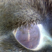 Cica szem