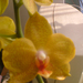 orchideák 003