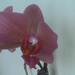 rózsaszín orchideám