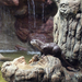 Tisza-tavi Ökocentrum akvárium vidrákkal