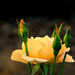 jún.28.rózsa sárgás bimbók közt-1