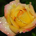 aug.134--Kiti-rózsa....félnyílt,esős(vakus) - portré-1