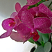 Orchidea 7935