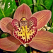 Orchidea 8378