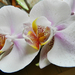 Orchidea 353
