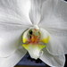 Orchidea 356