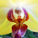 Orchidea 111