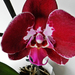 Orchidea 1807
