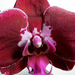 Orchidea 1812