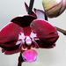 Orchidea 1806