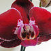 Orchidea 1805