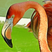 Flamingó portré 1019
