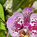Orhidea 0339