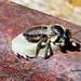 Levél vágó méh 1289
