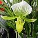 Orhidea 0380