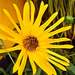 Sárga virág 3880