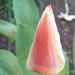 tulipán 1753