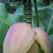 Banán virág 4415
