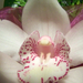Orchidea 4539