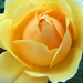 Sárga rózsa 5598