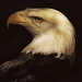 Eagle-800x600