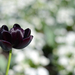 fekete tulipán