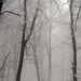 Fák a ködben