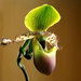 Papucs orchidea 2.