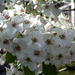 Fehér virag/White flowers