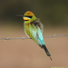 bee-eater rainbow