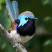 fairywren male-variegated