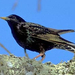 starling