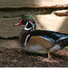 Észak-Amerikai Wood Duck hím