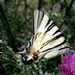 Szívókázom (Kardfarkú pillangó (Iphiclides podalirius)