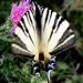 Kardfarkú pillangó fél farokkal (Iphiclides podalirius)