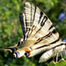 Kardfarkú pillangó (Iphiclides podalirius)