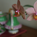 Orchidea porcelánokkal