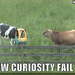 fail-owned-cow-curiosity-fail