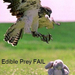 fail-owned-eagle-fail