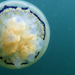Gyökér-szájú medúza