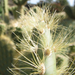 Jardín de Cactus[173] resize